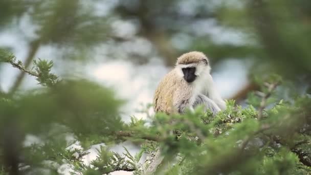Vervet Monkey Looking Tree Branch Kenyan Bush Africa — ストック動画
