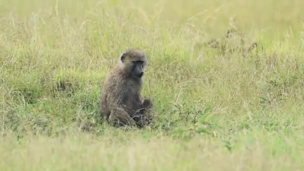 Baboon Sitting Grass Running Wilderness Kenya Closeup Shot — 비디오