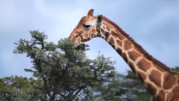 Reticulated Giraffe Feeding Top Tree Wildlife Kenya Clear Sky Постріл — стокове відео