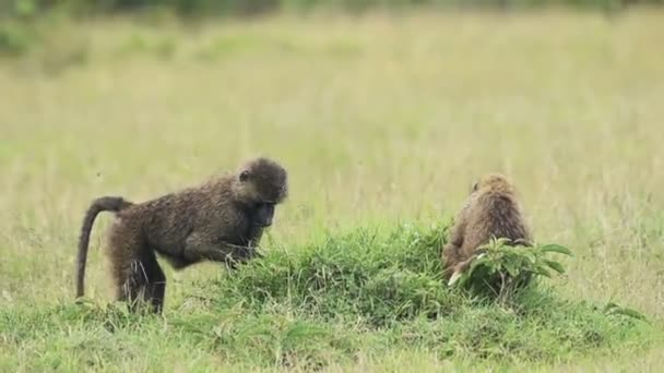 Baboons Sitting Green Grass Savannah Kenya Medium Shot — Video