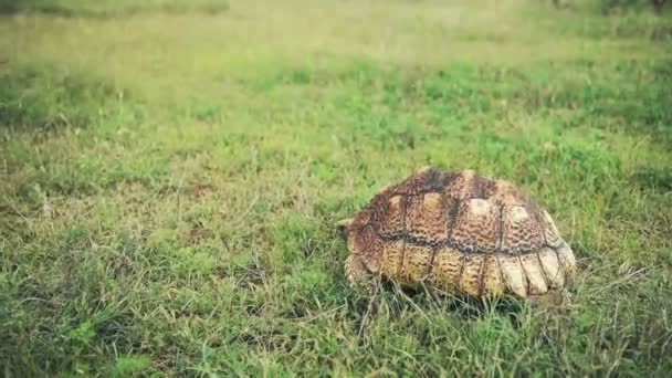 Leopard Tortoise Crawling Solely Grassland Wildlife Kenya Wide Shot — Stock video