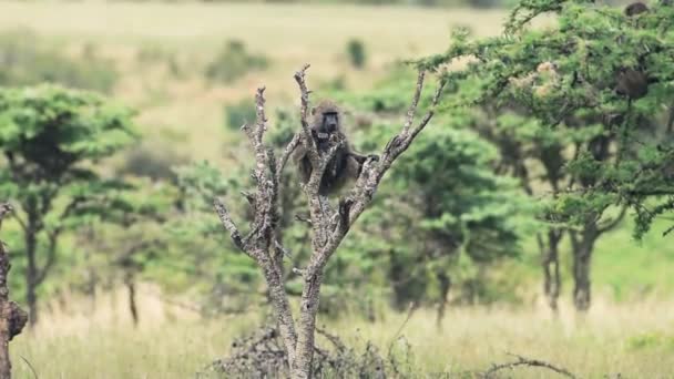 Single Baboon Looks Climbs Bare Tree Summer Weather Wide Shot — Stock Video
