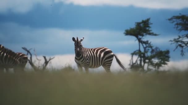 Group Zebra Walking Grassland Safari Kenya Warm Weather Wide Shot — Stockvideo