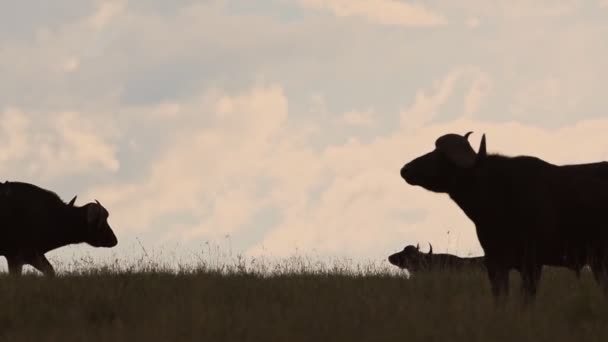 Silhouette Wild Buffalo Walking Standing Grass Field Kenya Africa Wide — Stockvideo