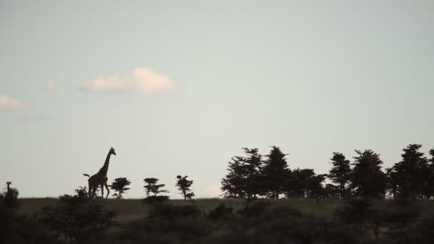 Single Reticulated Giraffe Standing Next Trees Karama Lodge Kenya Wide — Stockvideo