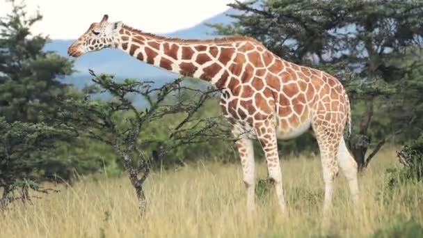 Reticulated Giraffe Eating Alone Top Leaves Tree Karama Lodge Kenya — Stockvideo