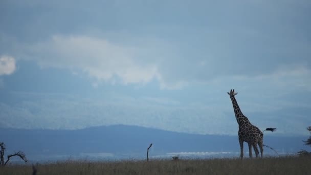 Lone Reticulated Giraffe Walking Savannah Safari Kenya Cloudy Blue Sky — Video Stock