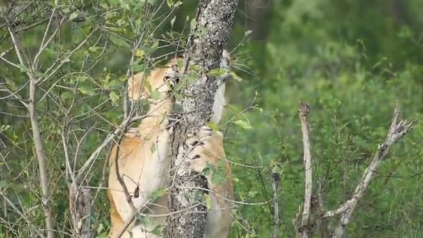Львиный Детеныш Пытается Залезть Маленький Ствол Дерева Дикой Местности Кении — стоковое видео