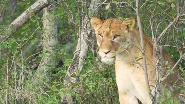 Beautiful Lioness Sitting Dried Bushes Kenya Close — Vídeo de Stock
