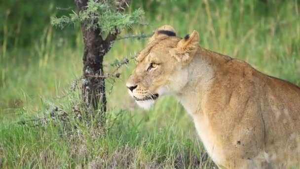 Lioness Looking Wilderness Safari Kenya Close Shot — Stok video