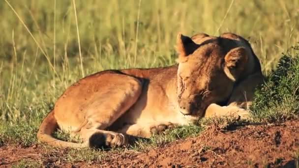 Lioness Sleeping Wilderness Heat Summer Sun Lodge Laikipia Kenya — Videoclip de stoc