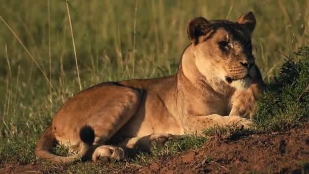 Female Lion Resting Grass Field Kenya Africa Close Shot — Vídeo de Stock