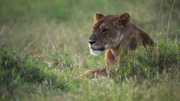 Lioness Resting Grassland Kenyan Savannah Africa — 비디오