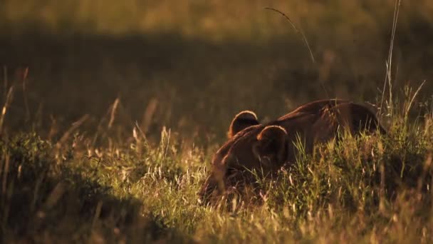 Lioness Relaxing Grassy Field Looking Karama Lodge Kenya Medium Shot — Vídeos de Stock