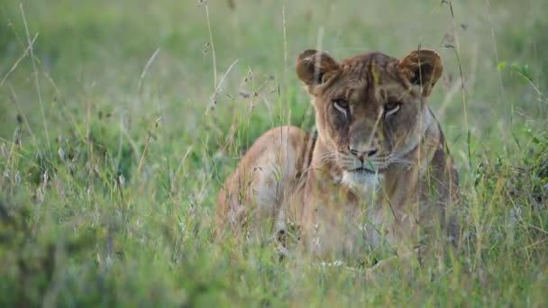 Maneless Barbary Lion Resting Grass Savannah Kenya Closeup Shot — Vídeo de Stock