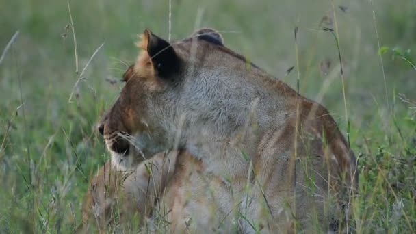 Lioness Looking Resting Grassland Kenyan Savannah Africa — Stok video