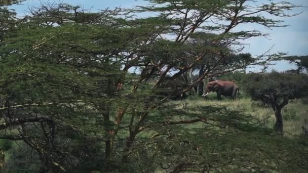 Landscape View Elephant Standing Kenyan Bush Africa Sunny Day — 图库视频影像