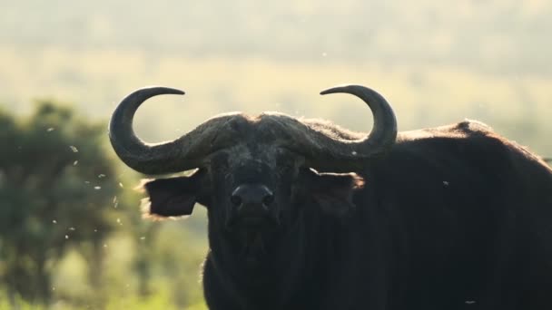 Flies Flying Water Buffalo Standing Sun Wilderness Kenya Closeup Shot — Stock videók