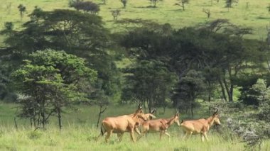 A Herd Of Hartebeest Walking Along The Meadows Of El K Safari In Kenya. -wide shot