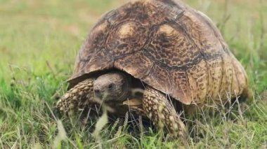Leopard Tortoise Walking Slowly At The Grassland In The Wilderness In Kenya - Closeup Shot