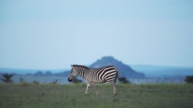 A Zebra Walking Alone In The Savannah Of El K In Kenya. -wide shot