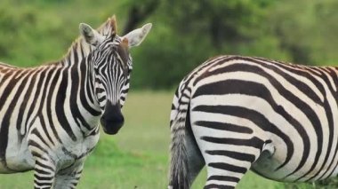 An oxpecker bird jumping on zebras looking straight at the camera in Kenya - close up