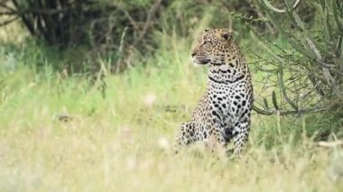 A beautiful leopard resting by the bushes in Kenya, Africa - close up
