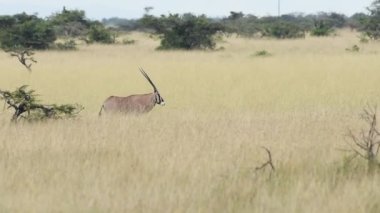 A beautiful Oryx walking across the grass plains of Sosian, Kenya - slow motion