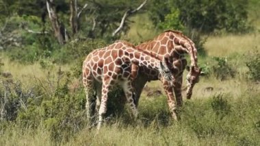 Two wild giraffes fighting near the bush, Kenya, Africa