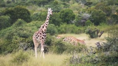 Wild giraffes walking and eating in the bush, Kenya, Africa
