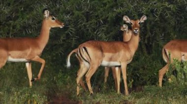 Beautiful Impala antelopes walking by green bushes in Kenya - close up