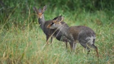 A Couple Of Two Dik-dik on wildlife safari in Kenya