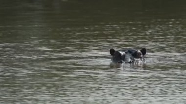 Wild hippopotamus submerging in a river in the kenyan savannah, Africa