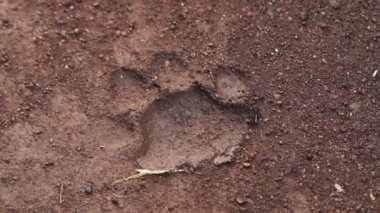 A Clear Footprint Of A Lion On A Muddy Ground Inside The Sosian Lodge In Laikipia, Kenya. -medium shot
