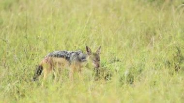 Black-backed Jackal Feeding On Its Food Between The Green Grass At The Savannah In Kenya - Medium Shot