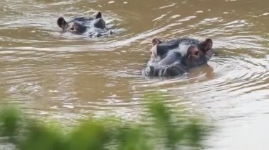 A Pair Of Young African Hippos Bathe In The Water Of Sosian Ranch In Laikipia, Kenya. -wide shot
