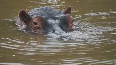 A Hippo playing, Standing Up And Sinking In The Brown Water In Sosian Lodge In Kenya. -close up shot