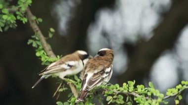 Two brown birds flying of a branch in the kenyan bush, Africa