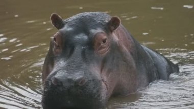 A Hippo playing, Standing Up And Sinking In The Brown Water In Sosian Lodge In Kenya. -close up shot