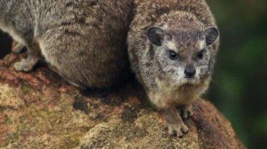 Western Tree Hyrax Sitting On The Rock In Sosian Wildlife, Kenya - Closeup Shot