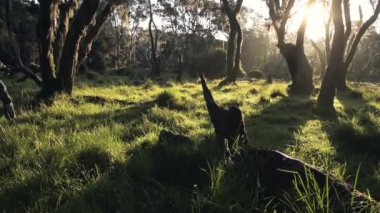 Landscape photographer taking photos in a beautiful forest in Kenya