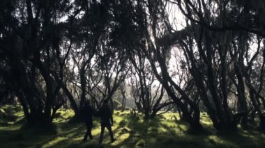 Two landscape photographers taking photos at sunrise in a beautiful forest