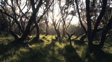 Magical, mysterious forest at sunrise