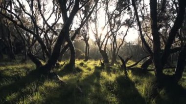 Magical, mysterious forest at sunrise, showing beautiful Kenya scenery
