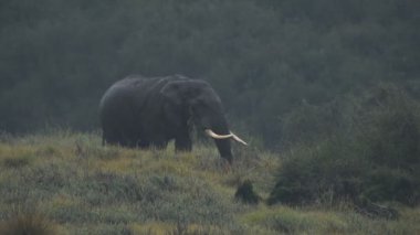 Elephant in the rain during rainy season in Aberdare National park, Kenya