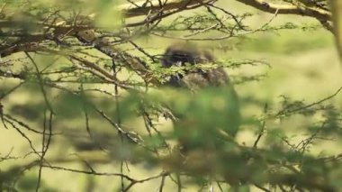 Frightened baboon running away in a tree. African wildlife, shot in Kenya