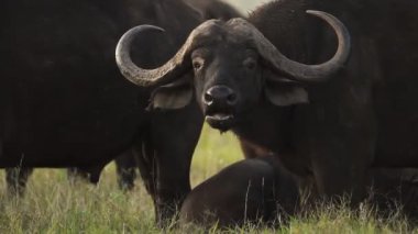 Buffalo, one of the most dangerous animals in Africa. African wildlife, shot in Kenya