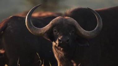 Buffalo close up with flies at sunset. African wildlife, shot in Kenya