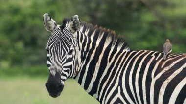 Slow motion Oxpecker bird flying off a Zebra. African safari wildlife shot in Kenya