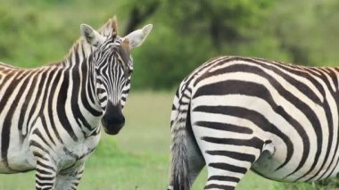 Slow motion African wildlife of an Oxpecker bird flying off a Zebra